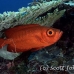 bigeye_crescenttail_ncg_h_0042_pal0047.jpg